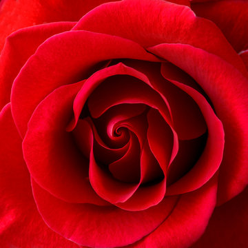 Beautiful Red Rose Close-up. Flower Background Image