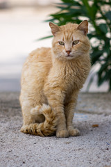 big and serious ginger cat on the street