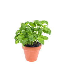 Basil in a pot isolated on white.