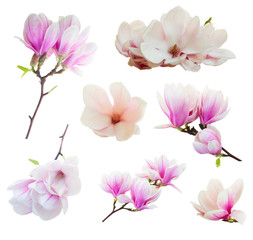 Naklejka premium Kwitnące różowe kwiaty magnolii