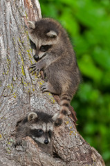 Young Raccoons (Procyon lotor) On and In Tree