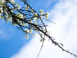 Springs plum blossoms on blue sky background.