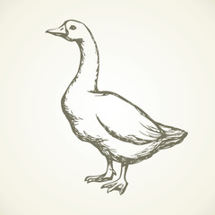 Goose. Vector drawing