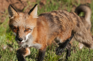 Red Fox Vixen (Vulpes vulpes) Closeup