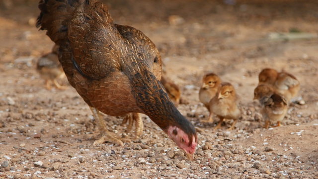 Hen and chicks walking outdoors to find food