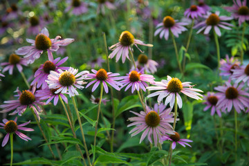 idyllische Seen Landschaft mit zahlreichen zart lila blühenden Echinacea Blumen