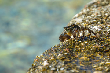 Little sea crab on a rock near the water