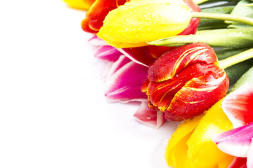 Tulips on a white background