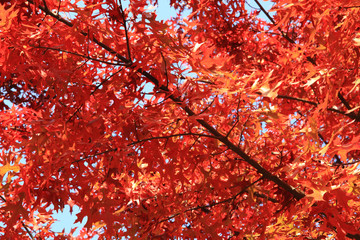 autumn leaves background
