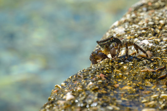 Little sea crab on a rock near the water