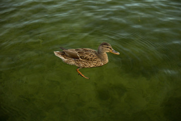 Duck on the clear lake