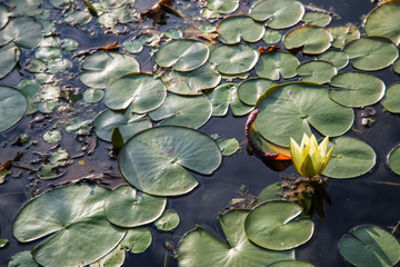 kontrastreiche Seerosen in Teich