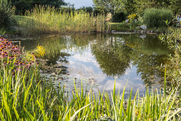 Obraz premium idyllische Seen Landschaft mit zahlreichen zart lila blühenden Echinacea Blumen