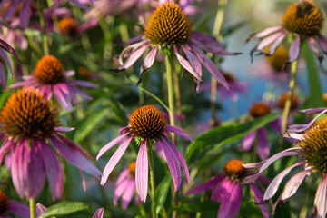 idyllische Seen Landschaft mit zahlreichen zart lila blühenden Echinacea Blumen