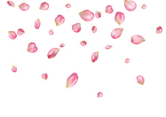 Abstract background with flying pink rose petals.