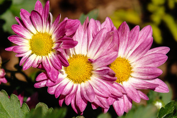 Obraz premium Pink flowers