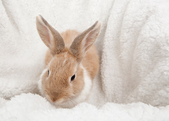 white fluffy rabbit