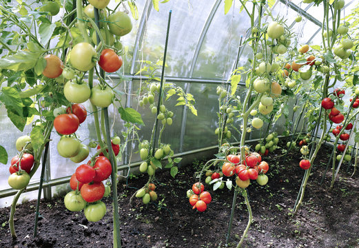 Red tomatoes in a greenhouse