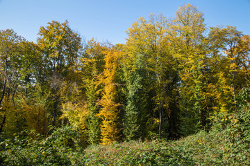 Fototapeta premium traumhaft schön verfärbter herbstlicher Laubwald