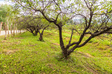 Fototapeta premium Peach trees orchard