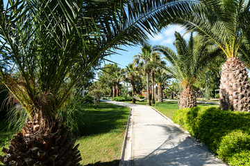 Fototapeta premium Beautiful palm trees garden, Kusadasi, Turkey