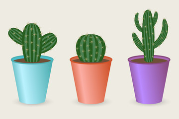 cactus collection