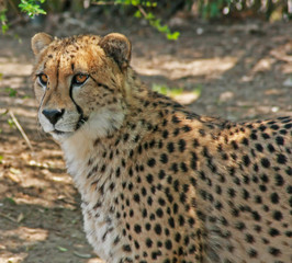 Cheetah in Captivity / Beautiful Cheetah in it's zoo habitat fixes it's gaze on something in the distance.
