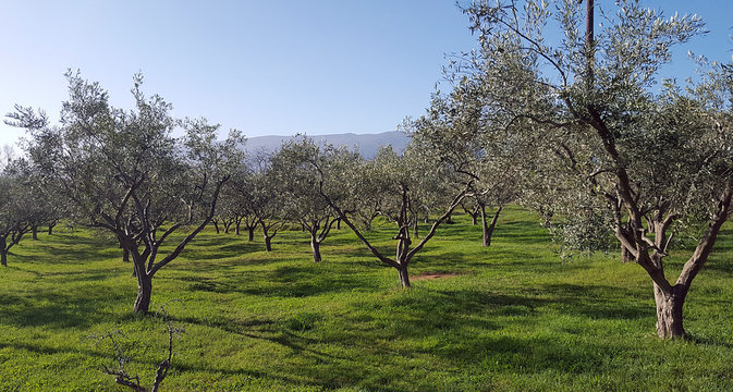 Plantation of olive trees