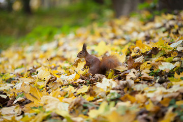 squirrel on the park with nut