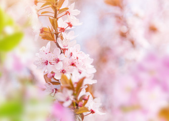 Spring border background with pink blossom