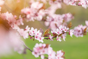 Spring border background with pink blossom
