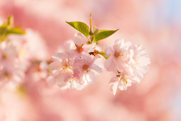 Spring border background with pink blossom