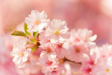 Fototapeta premium Spring border background with pink blossom