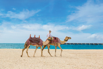 Obraz premium Camel in Dubai Marina