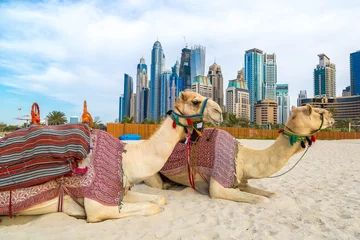 Foto op Canvas Kameel in de jachthaven van Dubai © Sergii Figurnyi