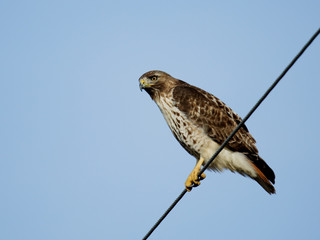 A red-tailed hawk on a wire