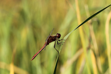 Red dragonfly on a single blade of grass
