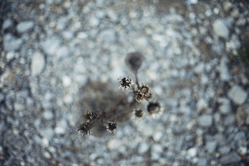 Abstract  wilted wildflower. High angle view to a small wilted wild flower among stones and pebble. Lens blur.
