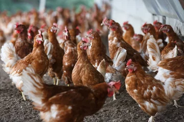 Aluminium Prints Chicken Free-range chicken freely grazing outside