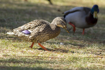 Female mallard in grass.