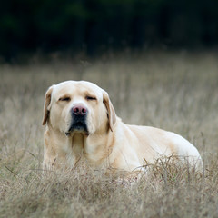 Lovely labrador retriever dog during dogs training sitting and looking proudly. Autumn / spring time and park scene with nature landscape