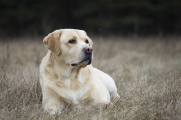 Lovely labrador retriever dog during dogs training sitting and looking proudly. Autumn / spring...