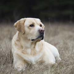 Lovely labrador retriever dog during dogs training sitting and looking proudly. Autumn / spring time and park scene with nature landscape