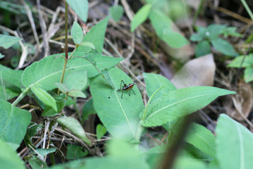 Cricket on the green leaf