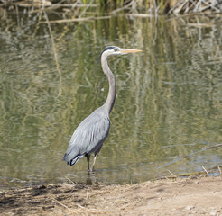 Heron standing at the edge of the pond