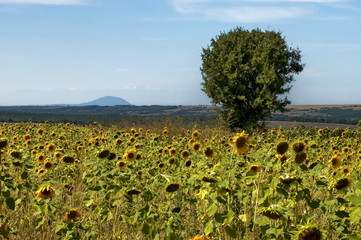 View of sunflower field with tree in autumn, Rabisha village, Bulgaria