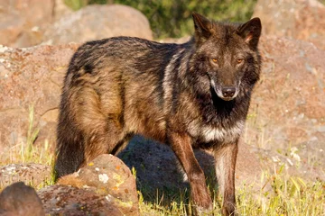Photo sur Aluminium Loup Loup gris (Canis lupus)