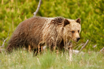 Fototapeta premium Young Grizzly bear in Yellowstone National Park, Wyoming