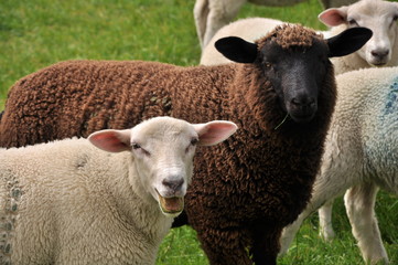 Schwarzes Schaf unter weißen Schafen - blökendes Schaf
