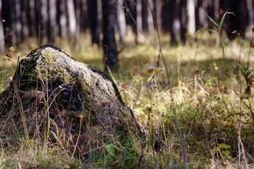 A boulder covered with moss.